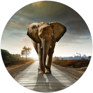 02Y4 - Lost Elephant - Fotokunst Wandcirkel
