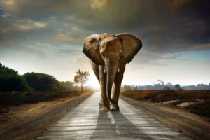 02Y4 - Lost Elephant - Fotokunst Wanddecoratie Horizontaal - New