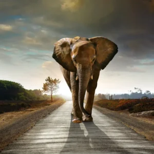 Lost Elephant - Fotokunst Wanddecoratie Horizontaal