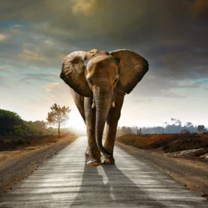 Lost Elephant - Fotokunst Wanddecoratie Vierkant