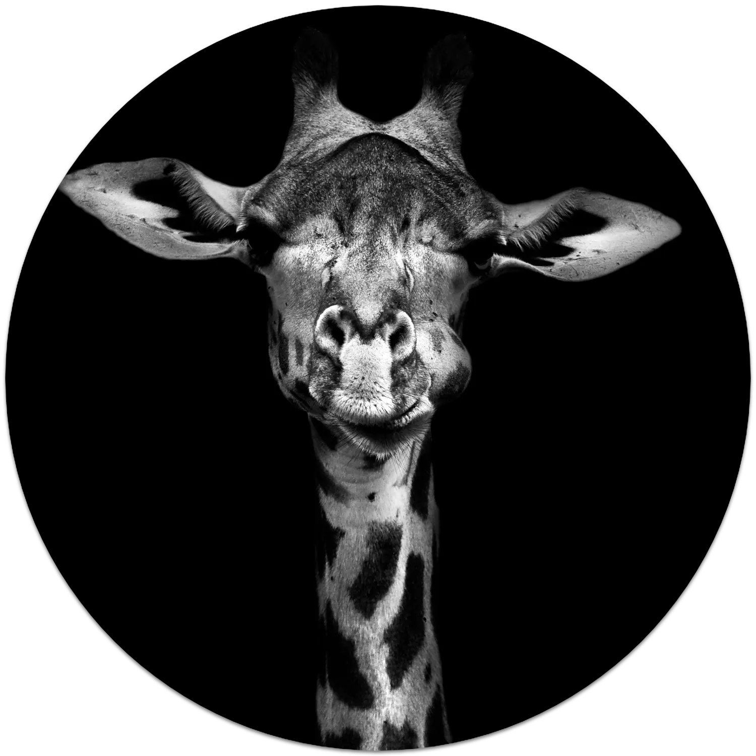 03Y4 - The Giraffe - Fotokunst Wandcirkel