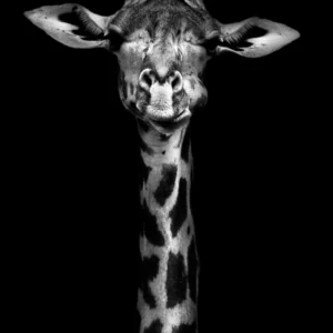The Giraffe - Fotokunst Wanddecoratie Verticaal