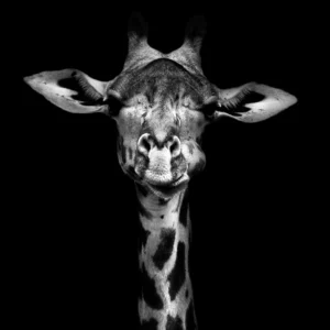 03Y4 - The Giraffe - Fotokunst Wanddecoratie Vierkant