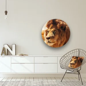 Dibond Gallery 80x80 - Furry Lion - Fotokunst Wandcirkel - nieuw