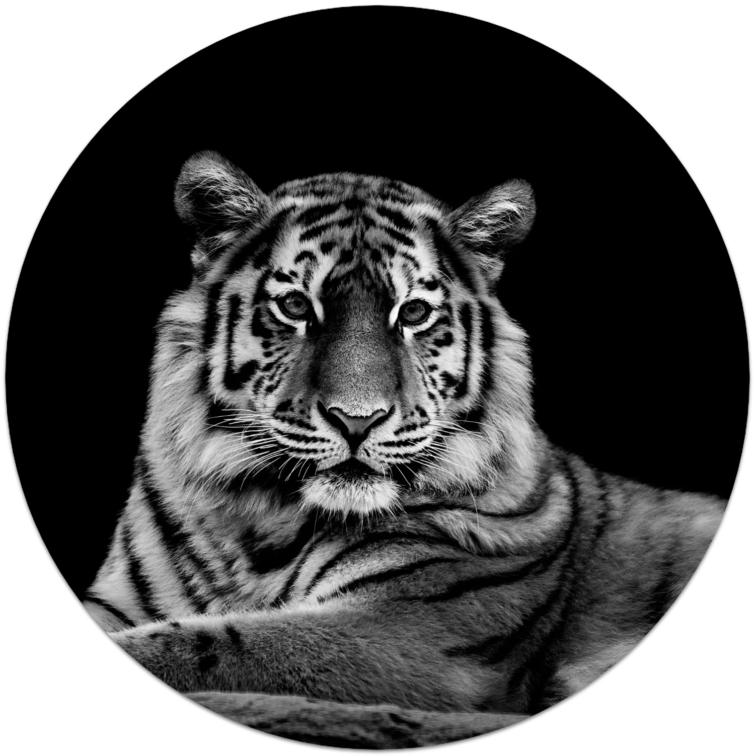 04N4 - The Tiger - Fotokunst Wandcirkel