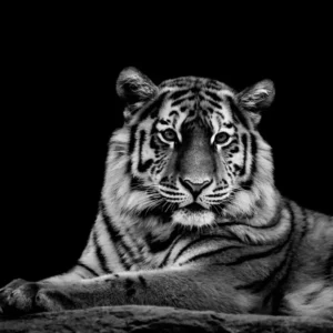 The Tiger - Fotokunst Wanddecoratie Horizontaal