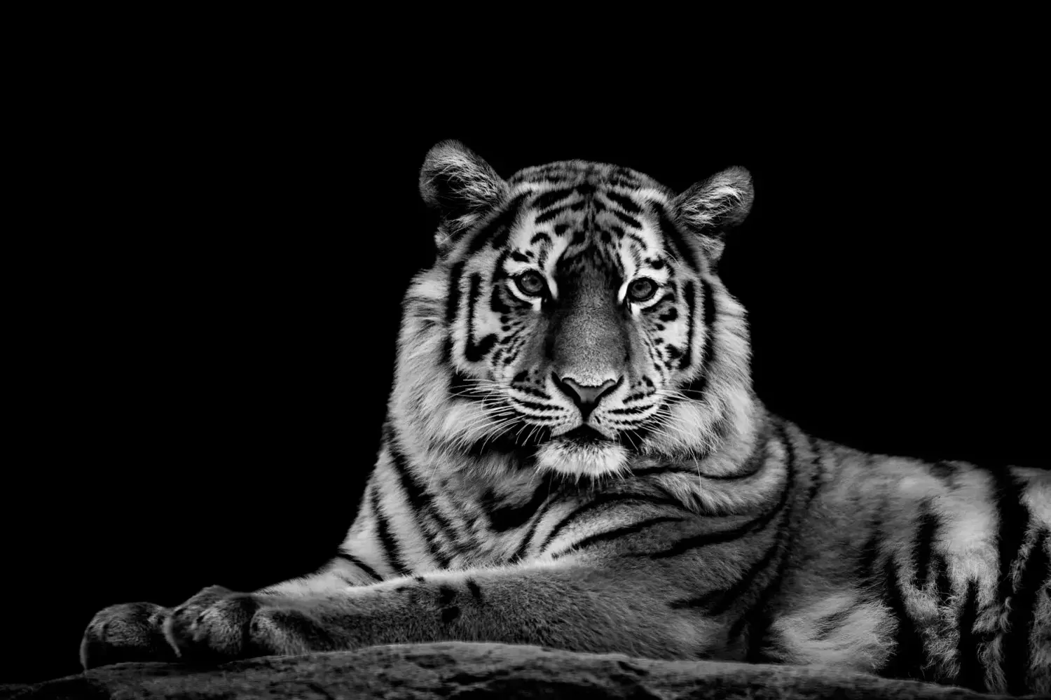 04N4 - The Tiger - Fotokunst Wanddecoratie Horizontaal