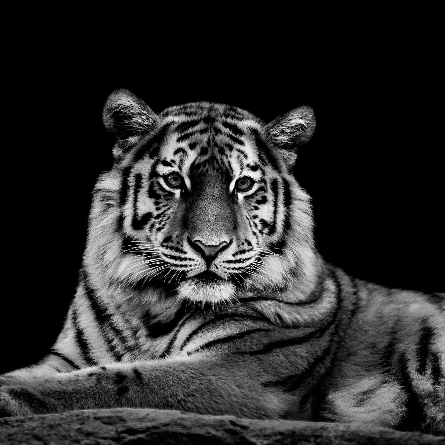 04N4 - The Tiger - Fotokunst Wanddecoratie Vierkant