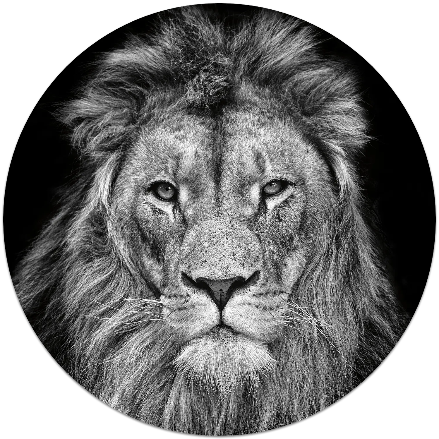 05N4 - The Lion - Fotokunst Wandcirkel