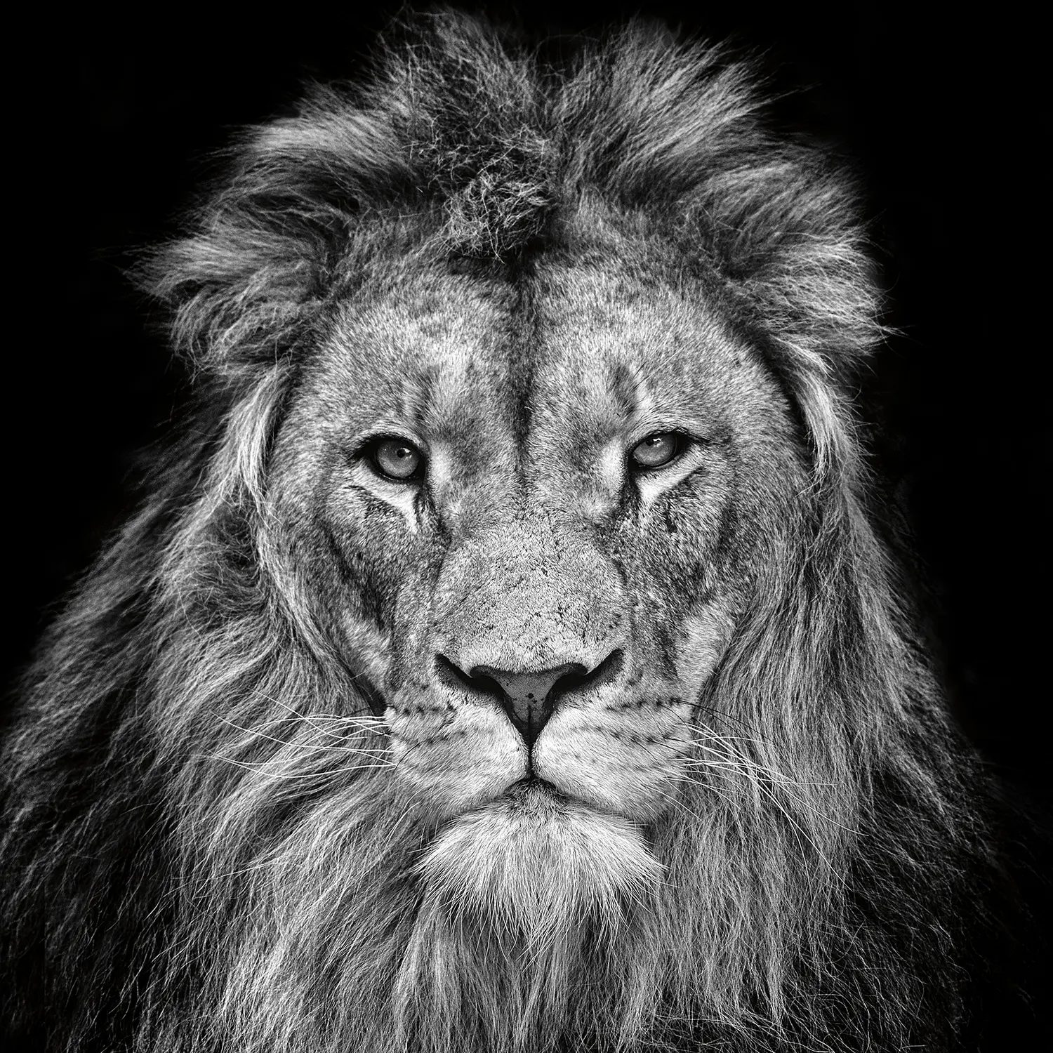 05N4 - The Lion - Fotokunst Wanddecoratie Vierkant