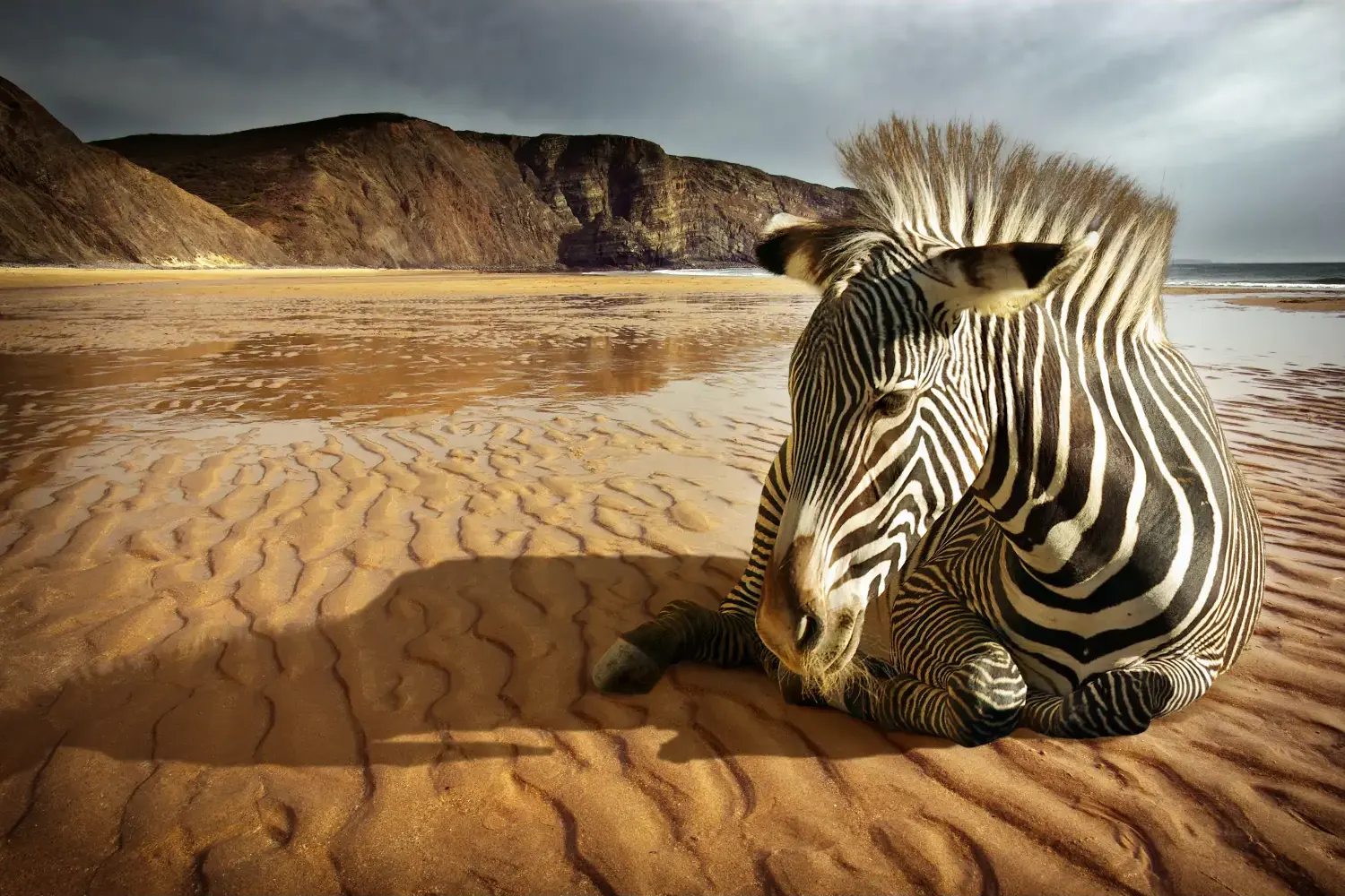 06N4 - Beach Zebra - Fotokunst Wanddecoratie Horizontaal