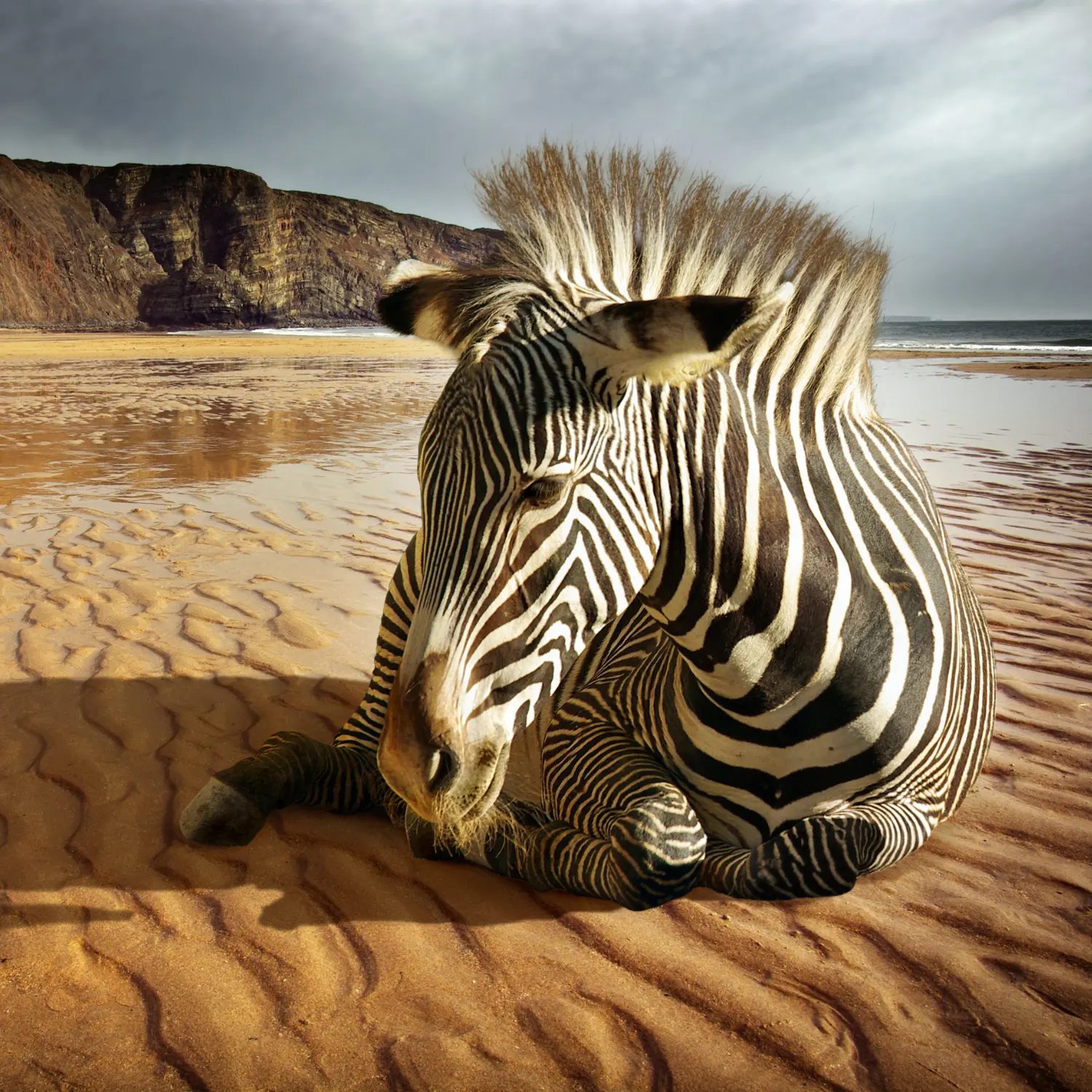 06N4 - Beach Zebra - Fotokunst Wanddecoratie Vierkant